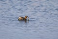 Lone small Dabchick catching a fish on a pond in sunlight Royalty Free Stock Photo