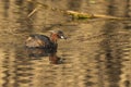 Lone small Dabchick swimming across a pond in soft sunlight reflections