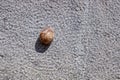 A lone snail hidden inside its shell, stuck to a wall in the sun in summer Royalty Free Stock Photo