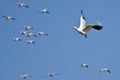 Lone Snow Goose Flying in a Blue Sky Royalty Free Stock Photo