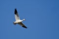 Lone Snow Goose Flying in a Blue Sky Royalty Free Stock Photo