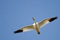 Lone Snow Goose Flying in a Blue Sky Royalty Free Stock Photo