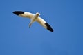 Lone Snow Goose Flying in a Blue Sky Royalty Free Stock Photo