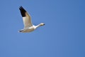 Lone Snow Goose Flying in a Blue Sky Royalty Free Stock Photo