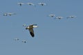 Lone Snow Goose Flying in a Blue Sky Royalty Free Stock Photo