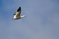 Lone Snow Goose Flying in a Blue Sky Royalty Free Stock Photo