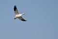 Lone Snow Goose Flying in a Blue Sky Royalty Free Stock Photo