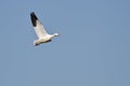 Lone Snow Goose Flying in a Blue Sky Royalty Free Stock Photo