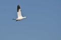 Lone Snow Goose Flying in a Blue Sky Royalty Free Stock Photo