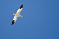 Lone Snow Goose Flying in a Blue Sky Royalty Free Stock Photo