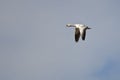 Lone Snow Goose Flying in a Blue Sky Royalty Free Stock Photo