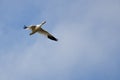 Lone Snow Goose Flying in a Cloudy Sky Royalty Free Stock Photo