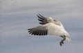 Lone snow goose flying into a local pond in autumn in Canada Royalty Free Stock Photo