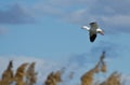 Lone Snow Goose Landing in the Marsh Royalty Free Stock Photo