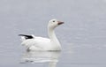 Lone snow goose swimming along the edge of a pond looking for food in autumn in Canada Royalty Free Stock Photo