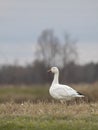 Lone snow goose walking along the edge of a pond looking for food in autumn in Canada Royalty Free Stock Photo