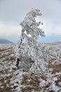 A lone snowtree Royalty Free Stock Photo