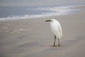 A Snowy Egret at St Augustine Beach, Florida