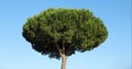 A lone southern pine tree with a round spherical crown against a blue sky Royalty Free Stock Photo