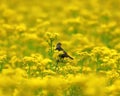 Lone sparrow perched in a field of butter weed