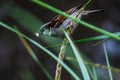 A lone sparrow sits on a stalk of reeds. Royalty Free Stock Photo