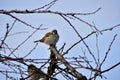 A lone sparrow sits at the top end of a branch.