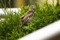 A lone sparrow is sitting on a tree branch.