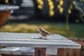 A lone Sparrow steals bread crumbs.