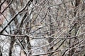 The lone sparrow among the thick bare branches of the tree in the autumn_