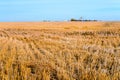 Lone spikelet on a beveled yellow field with a blue sky beyond t