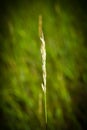 Lone spikelet