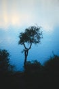 Lone spiny tree silhouetted against the  twilight sky reflections over lake Potrero de los Funes, in San Luis, Argentina. Royalty Free Stock Photo