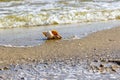 Lone spiral seashell on a sandy background Royalty Free Stock Photo