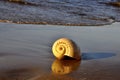 Lone spiral seashell on a sandy background Royalty Free Stock Photo