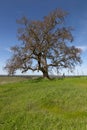 Lone Spring Oak Tree Royalty Free Stock Photo