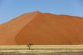 Lone springbuck under a lone tree in front of a large dune Royalty Free Stock Photo