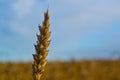 Lone sprout of wheat in a field... Royalty Free Stock Photo