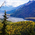 Lone spruce tree against the backdrop of the Matanuska River Valley in Alaska Royalty Free Stock Photo
