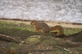 The Lone Squirrel 4