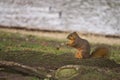 The Lone Squirrel 5