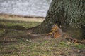 The Lone Squirrel 1 Royalty Free Stock Photo