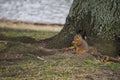 The Lone Squirrel 1