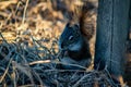Squirrel in open grass field at night Royalty Free Stock Photo