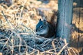 Squirrel in open grass field at night