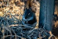 Squirrel in open grass field at night