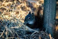 Squirrel in open grass field Royalty Free Stock Photo