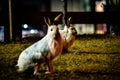 Rabbit in open grass field at night Royalty Free Stock Photo