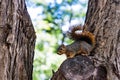 Lone squirrel in the tree