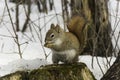 Lone squirrel in a winter scene Royalty Free Stock Photo