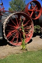 Corn stalk growing alongside a steam engine Royalty Free Stock Photo